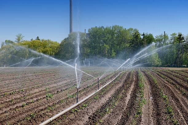 Irrigation Sprinklers. Irrigation of a vegetable field in early Spring.
