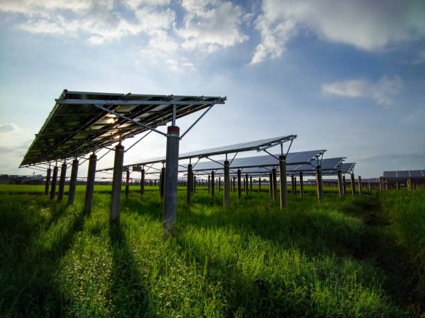 Solar power generation in rice fields under blue skies and white clouds